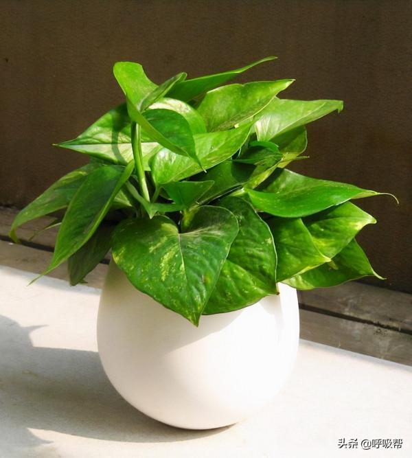 如何在日常中多補充氧？