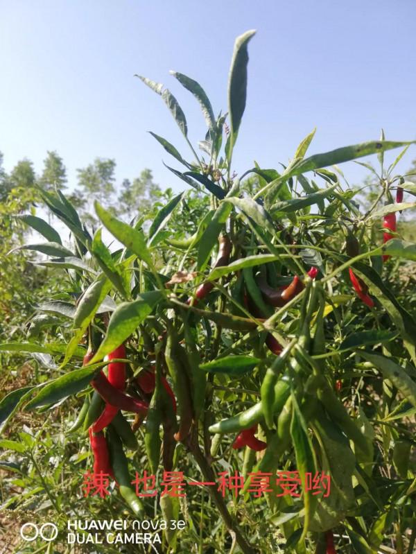 退休後有我這樣喜歡種菜垂釣的夥伴嗎？