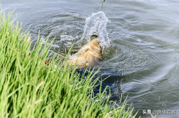 野釣遇到突然升溫，魚兒常常不開口，掌握這幾點，輕鬆擺脫空軍