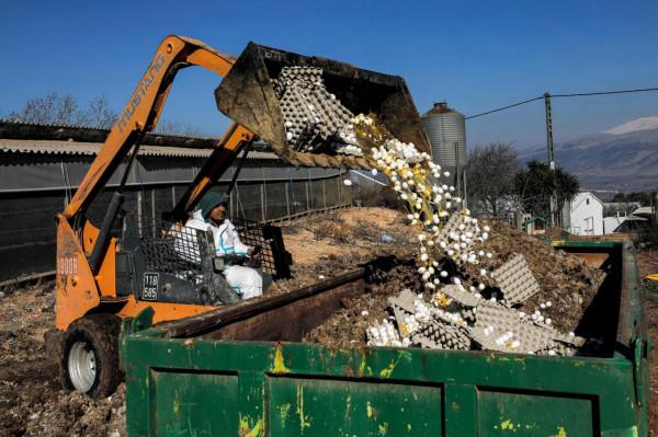 以色列遭遇禽流感