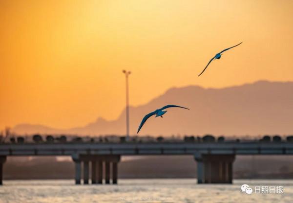 日照 · 冬 · “溼地精靈”​ 日照 · 冬 · “溼地精靈”​