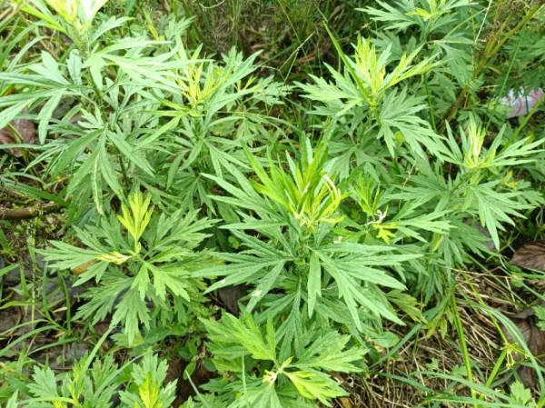 農村常見又好吃的野菜，它們既是菜，也是藥，藥食兩用價值高