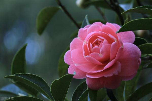 再不種就“過期”的10種花，留給我們的栽種時間不多了，別錯過