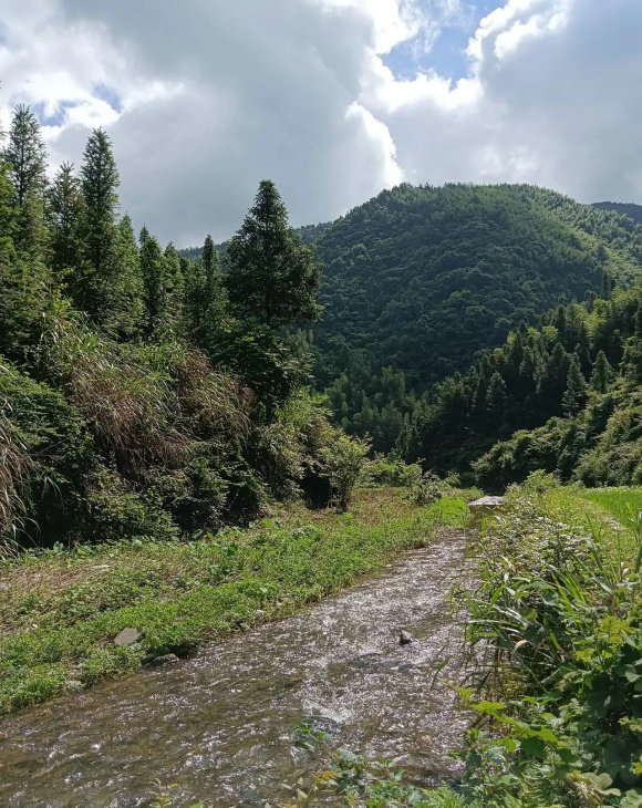 筍殼魚？廣東韶關小河裡“小黑魚”氾濫，有人一天釣上百條
