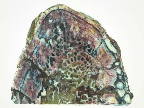 在恐龍骨頭中發現膠原蛋白，距今2億年？