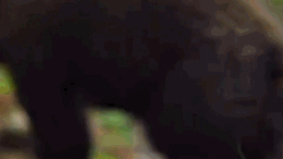 黑熊母親為救一隻幼崽捨棄另外兩隻,事後才發現她真高明 黑熊母親為救一隻幼崽捨棄另外兩隻,事後才發現她真高明