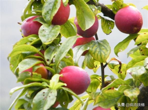 徒步西藏第63天：川藏線曾經最危險路段，通麥、排龍