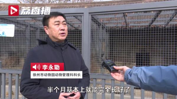 大陣仗！給11歲東北虎&OpenCurlyDoubleQuote;做美甲&rdquo;，總共分了幾步？