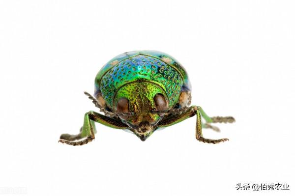 果樹體內鑽入蛀蟲,噴施農藥效果差,農業專家告訴你如何防治 果樹體內鑽入蛀蟲,噴施農藥效果差,農業專家告訴你如何防治