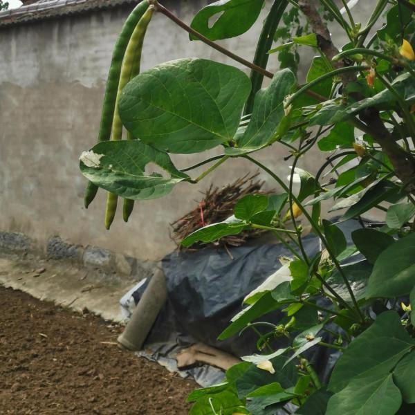 茄子花,豇豆花,爬豆花,豇豆花,還有田地裡的農作物和蝦蟹田 茄子花,豇豆花,爬豆花,豇豆花,還有田地裡的農作物和蝦蟹田
