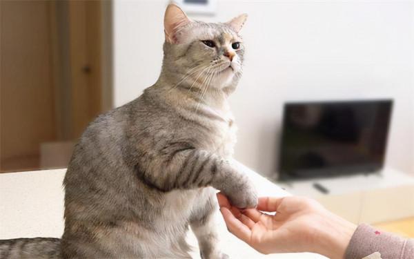 最不乖的幾種貓咪，你家貓也在其中？