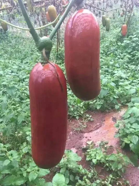 奇花異果有限公司年會（近百位奇花異果參加了本次年會）