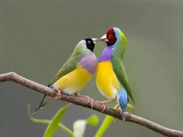 100幅美麗的鳥圖欣賞