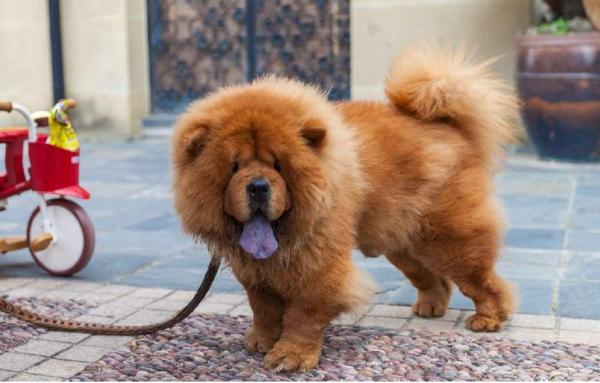 不養一隻鬆獅,你都不知道它有這麼多“缺點” 不養一隻鬆獅,你都不知道它有這麼多“缺點”