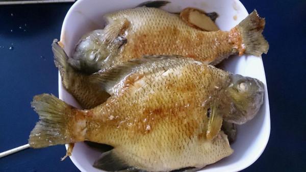 失控？東莞一水庫太陽魚成“霸主”，釣魚人一天可釣上百條