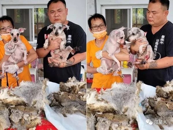 原來是漂亮雪納瑞，2坨“屎味抹布狗”花5小時剃毛重生，感動網友