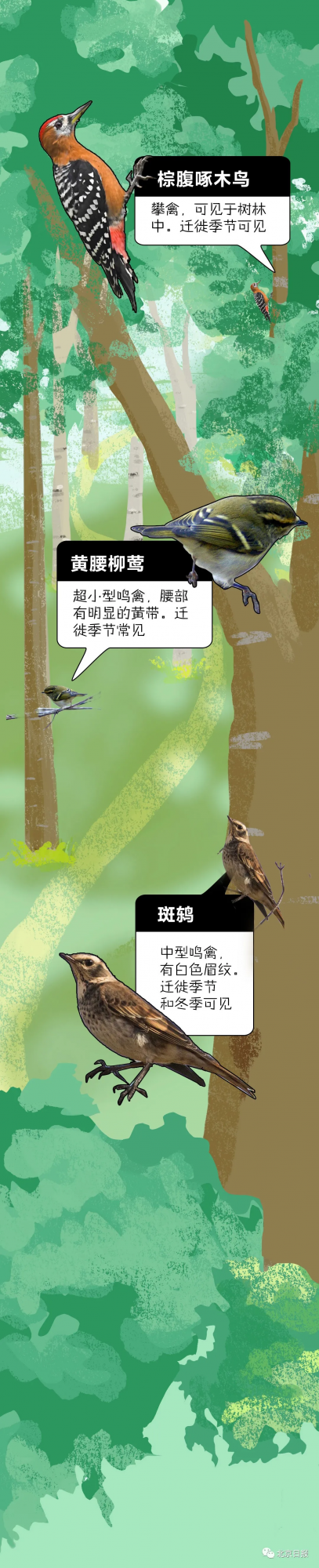 北 京 百 鳥 圖 鑑