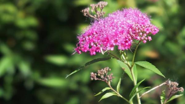 姐姐養了1種“仙花”，開放時淡雅如霧，大家看到都驚讚：太美了