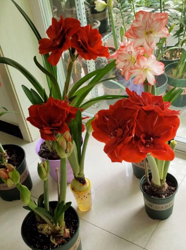 6種&OpenCurlyDoubleQuote;網紅花&rdquo;，喜歡可以買，顏值高，價格實惠，看著就&OpenCurlyDoubleQuote;歡喜&rdquo;