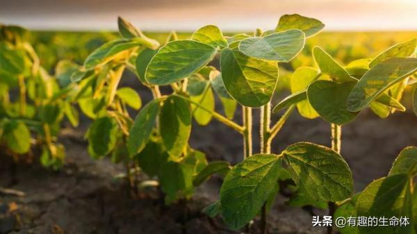 這14種豆類糧食你見過幾種，吃過幾種呢？很多人分不清是什麼豆子