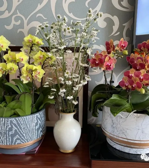 新春走基層丨買盆鮮花過大年