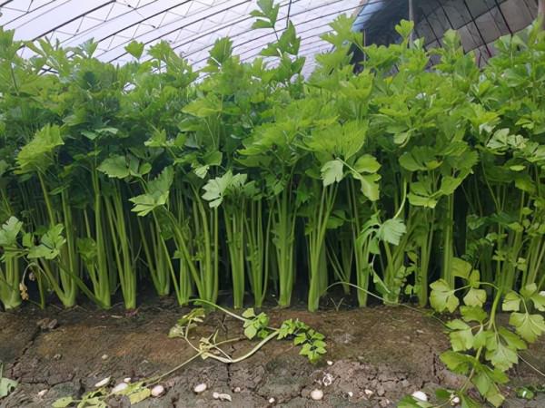 因為嫉妒而傷害你的人,不要放過 因為嫉妒而傷害你的人,不要放過