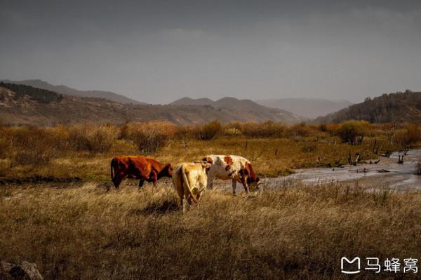三天三季-我的烏蘭布統之旅 第三篇