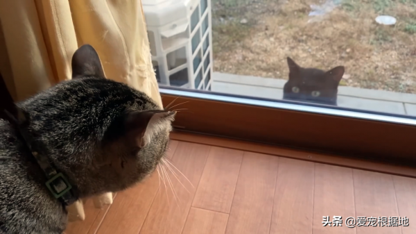 如果一隻貓跑到您家門口，主動和您求助，你會選擇置之不理嗎？