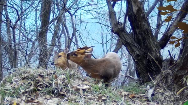 動物們的溫情瞬間,你被哪個所打動? 動物們的溫情瞬間,你被哪個所打動?