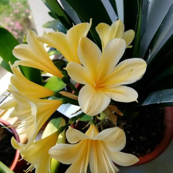 秋天，記得給這五種花翻翻盆，嗖嗖長葉開花，收穫巨大