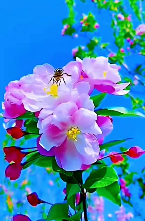 美景：尋“夏”的氣息，山花爛漫好景色