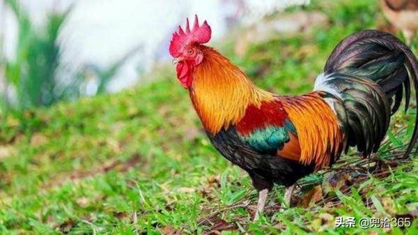 四川一男子水庫裡野釣，魚一條沒有卻意外收穫了一隻雞，咋回事？