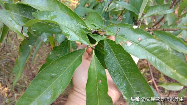 你知道桃樹葉還能煮水嗎，我也是剛知道，價值可不少