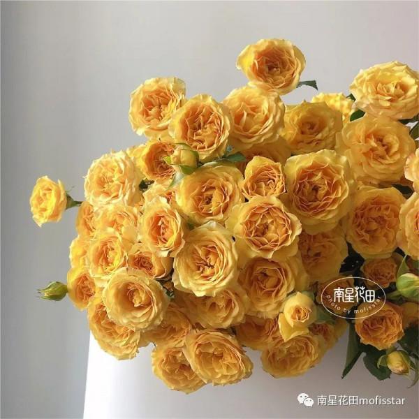 夢幻芭比多頭玫瑰 · 快樂的漣漪 夢幻芭比多頭玫瑰 · 快樂的漣漪