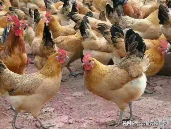 養雞6年，我發現還是這兩個品種的蛋雞最適合散養，年產250個蛋