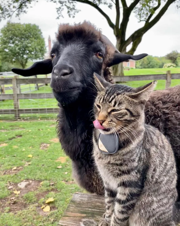 有社交牛逼症的狸花貓，征服了農場所有動物，成為了農場的代言人