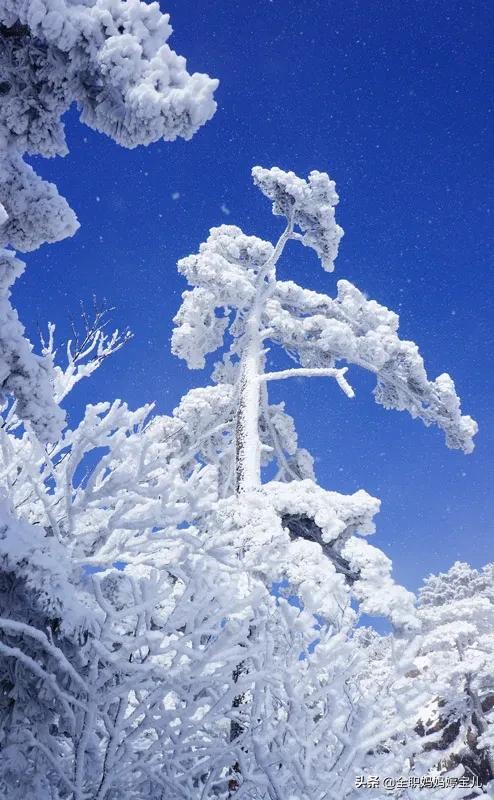 分享——雪松美景