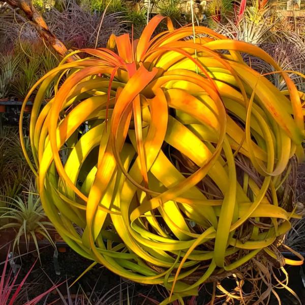 空氣鳳梨欣賞 | 一篇圖文讓你愛上柔婷和羅蘭