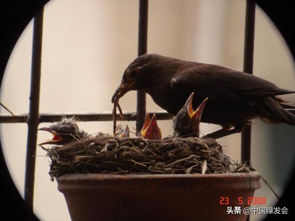 陽臺上的“鳥類鄰居”：烏鶇相中了花盆來築巢｜鄰里生物多樣性