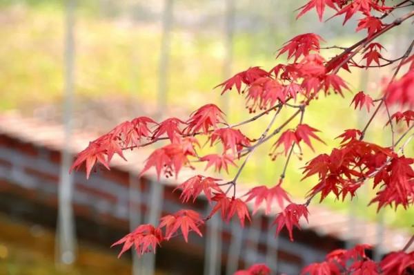 從繁殖到造型,在開啟三角楓盆景製作過程中感受繽紛世界 從繁殖到造型,在開啟三角楓盆景製作過程中感受繽紛世界