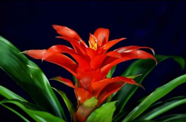 什麼花招財又旺宅好養