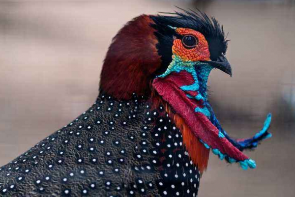 瀕臨滅絕的鳥類有多漂亮？黑頭角雉和黑鸛告訴你，什麼才是氣質