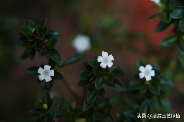 南方就養六月雪,開花就如下雪般美麗!在家裡看花海 南方就養六月雪,開花就如下雪般美麗!在家裡看花海