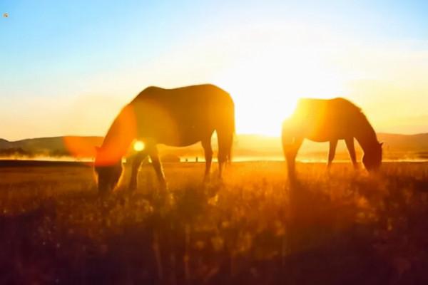 天蒼蒼 野茫茫 塞上草原秋色正好