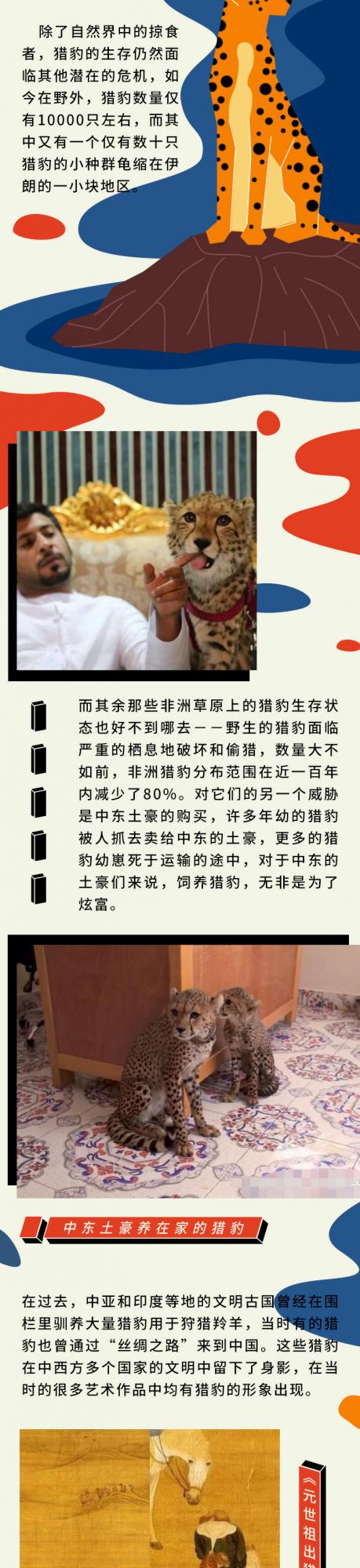 陸地上的“速度之王”為什麼“跑”到了滅絕的邊緣？