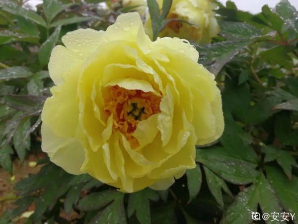 八種花,養成老樁最“旺家”,開花倍有精神氣兒 八種花,養成老樁最“旺家”,開花倍有精神氣兒