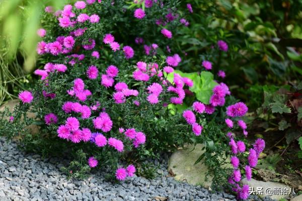 扶不起的荷蘭菊,還是趴著好了|園丁 扶不起的荷蘭菊,還是趴著好了|園丁
