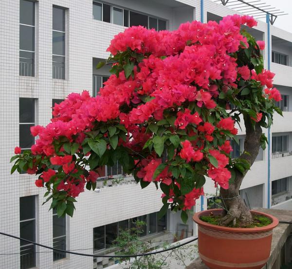 若是發現盆土長出4種“小東西”,建議斷水、換盆,防止根系腐爛 若是發現盆土長出4種“小東西”,建議斷水、換盆,防止根系腐爛