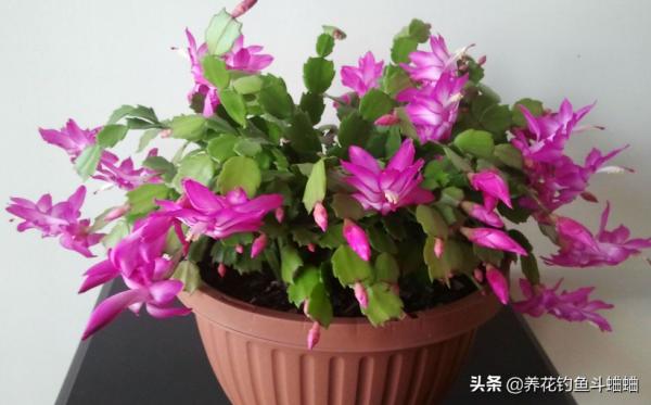 養蟹爪蘭有“三不放”,遠離這些位置,否則容易枯黃不開花 養蟹爪蘭有“三不放”,遠離這些位置,否則容易枯黃不開花