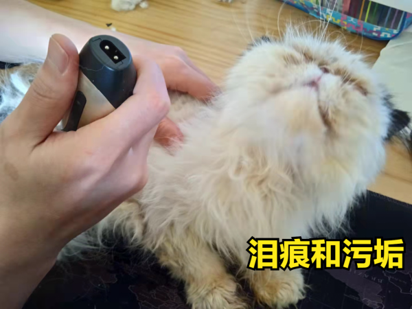 養加菲鏟屎官後悔了嗎？這種可愛到膨脹的貓咪，為啥養起來這麼難